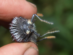 Sternocera orissa variabilis