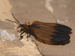 Lycus ampliatus