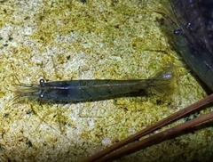 Neocaridina