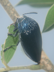 Sternocera orissa variabilis