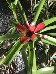 Neoregelia compacta
