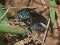 Sternocera orissa variabilis