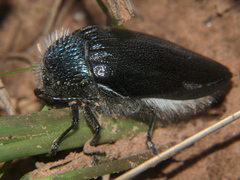 Sternocera orissa variabilis
