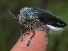 Sternocera orissa variabilis