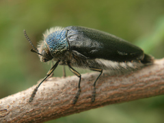 Sternocera orissa variabilis