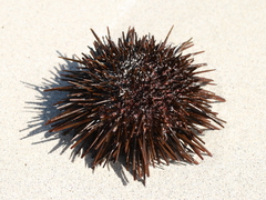 Heliocidaris tuberculata