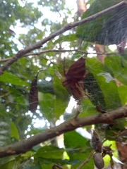 Cyrtophora exanthematica