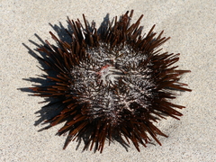 Heliocidaris tuberculata