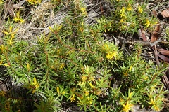Persoonia chamaepeuce