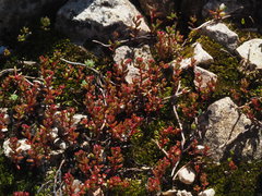Sedum microcarpum