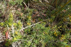 Persoonia chamaepeuce