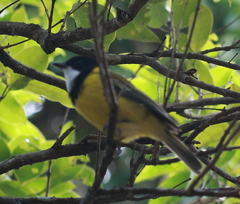 Pachycephala pectoralis contempta