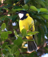 Pachycephala pectoralis contempta