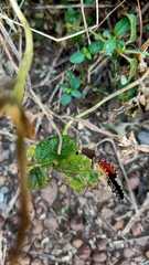Talicada nyseus nyseus