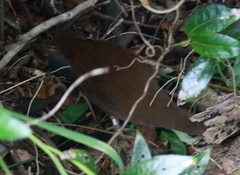 Gallirallus sylvestris