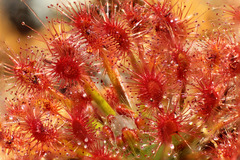 Drosera paleacea