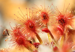 Drosera paleacea