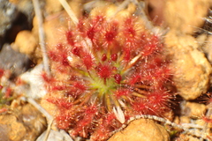 Drosera paleacea