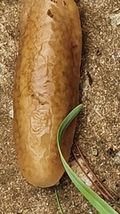 Laevicaulis natalensis natalensis