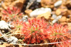 Drosera paleacea