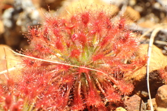 Drosera paleacea