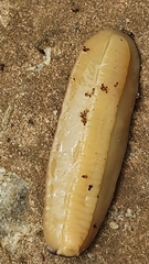 Laevicaulis natalensis natalensis