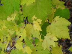 Acer glabrum douglasii