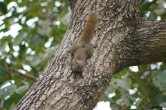Callosciurus erythraeus