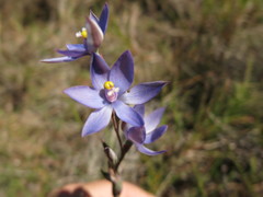 Thelymitra queenslandica