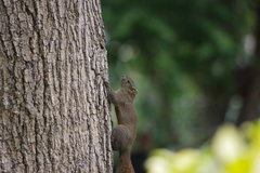 Callosciurus erythraeus