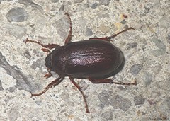 Phyllophaga rugosa