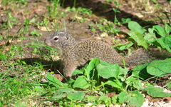 Poliocitellus franklinii