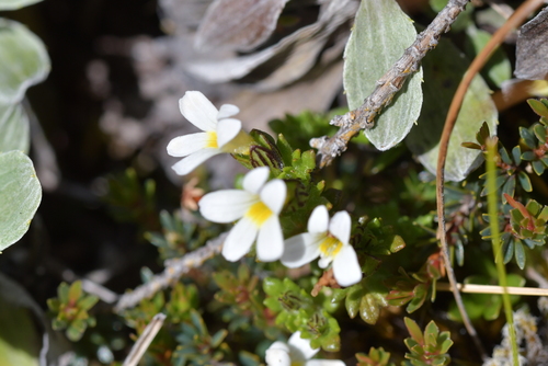 Image of Lesser New Zealand Eyebright (Euphrasia zelandica) by (c) Christopher Stephens, some rights reserved (CC BY-SA)