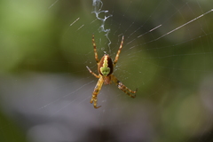 Novaranea queribunda