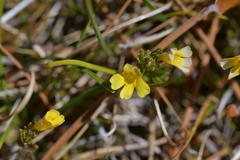 Euphrasia cockayneana