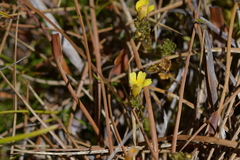 Euphrasia cockayneana