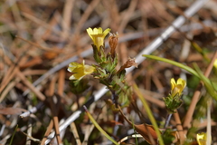 Euphrasia cockayneana