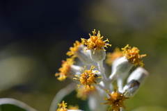 Brachyglottis buchananii