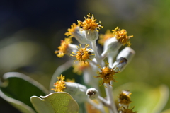 Brachyglottis buchananii