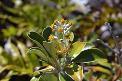 Brachyglottis buchananii