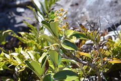 Brachyglottis buchananii