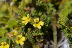 Euphrasia cockayneana