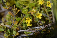 Euphrasia cockayneana
