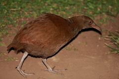Gallirallus sylvestris