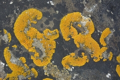 Variospora thallincola