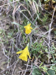 Narcissus