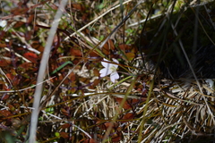 Epilobium macropus