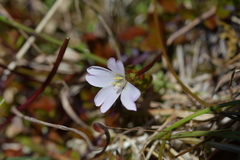 Epilobium macropus