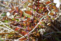 Epilobium macropus
