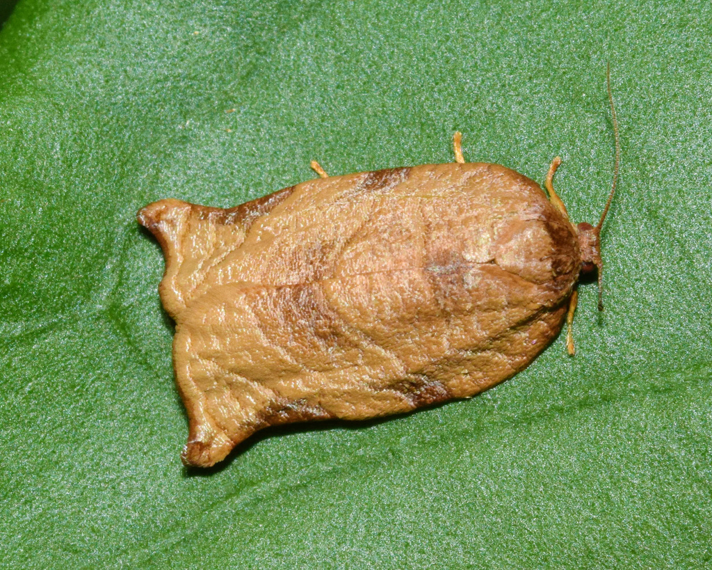 Choristoneura heliaspis